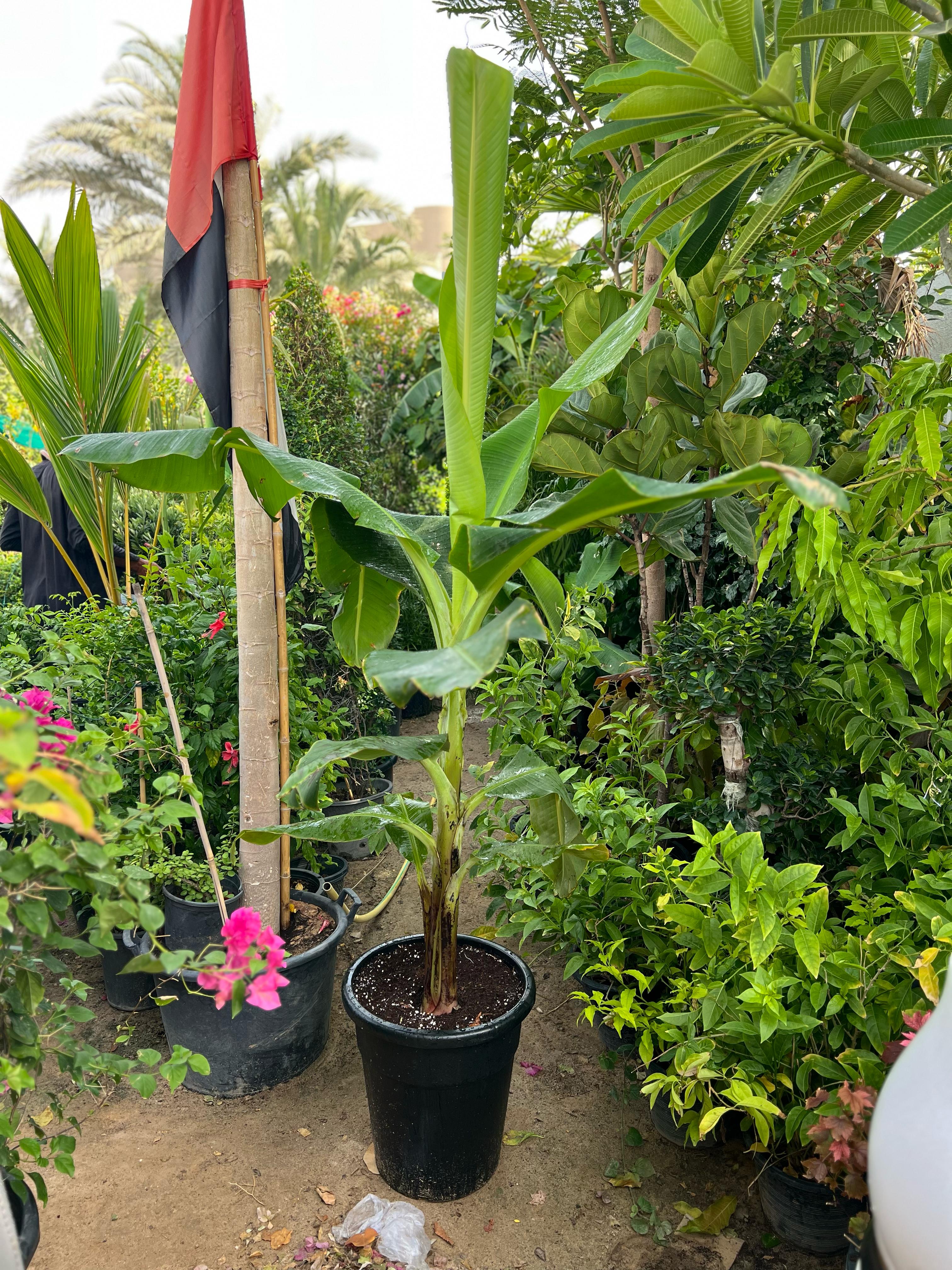 Healthy Musa Paradisiaca banana plant from Plant House, featuring lush green leaves and a sturdy 30-40cm stem.