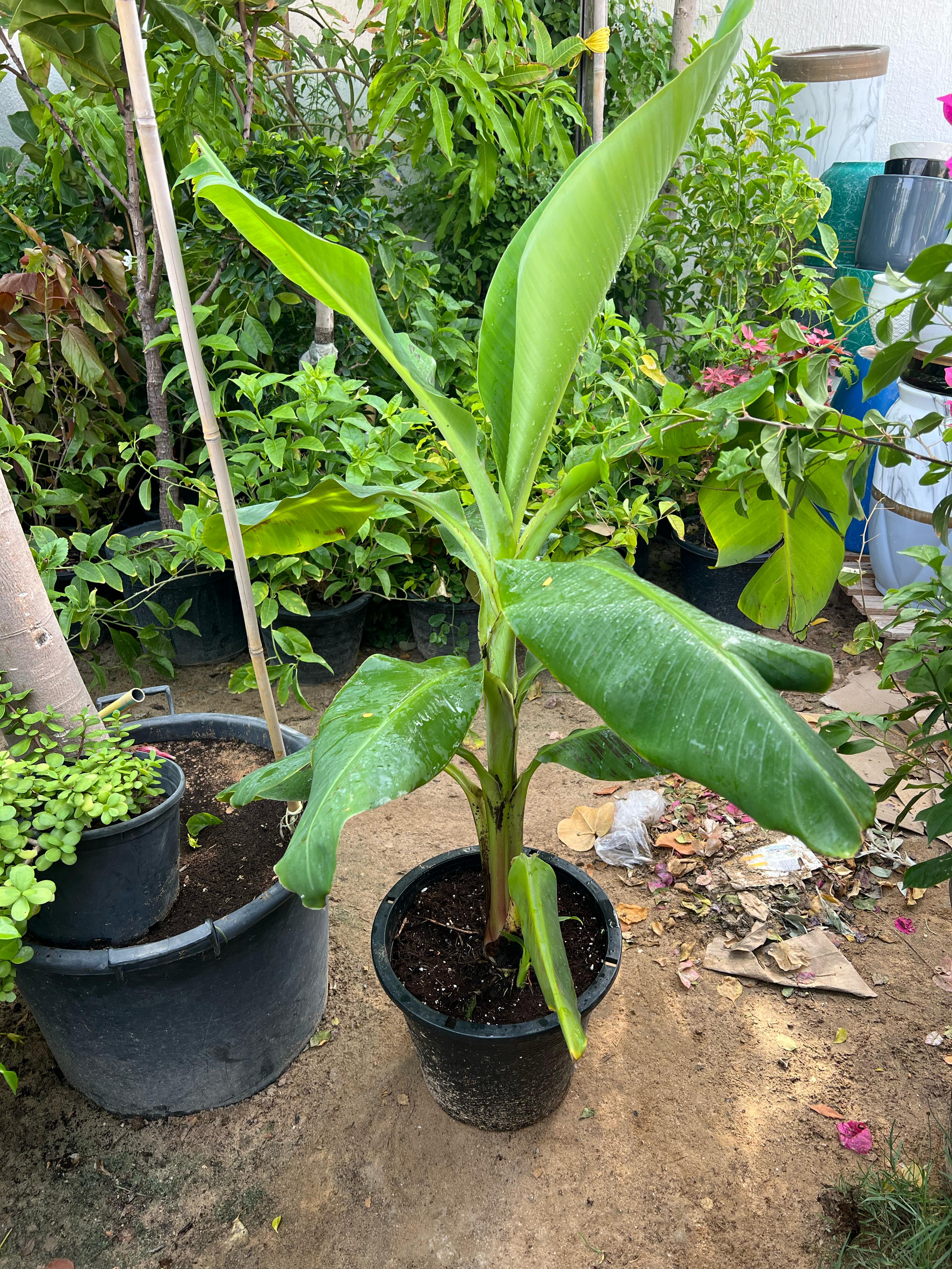 Healthy Banana Plant (Musa Paradisiaca) from Plant House with lush green leaves, approximately 30-40cm tall.
