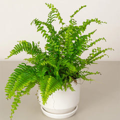 Lush Boston Fern plant from Plant House with vibrant green fronds, displayed in a decorative pot.