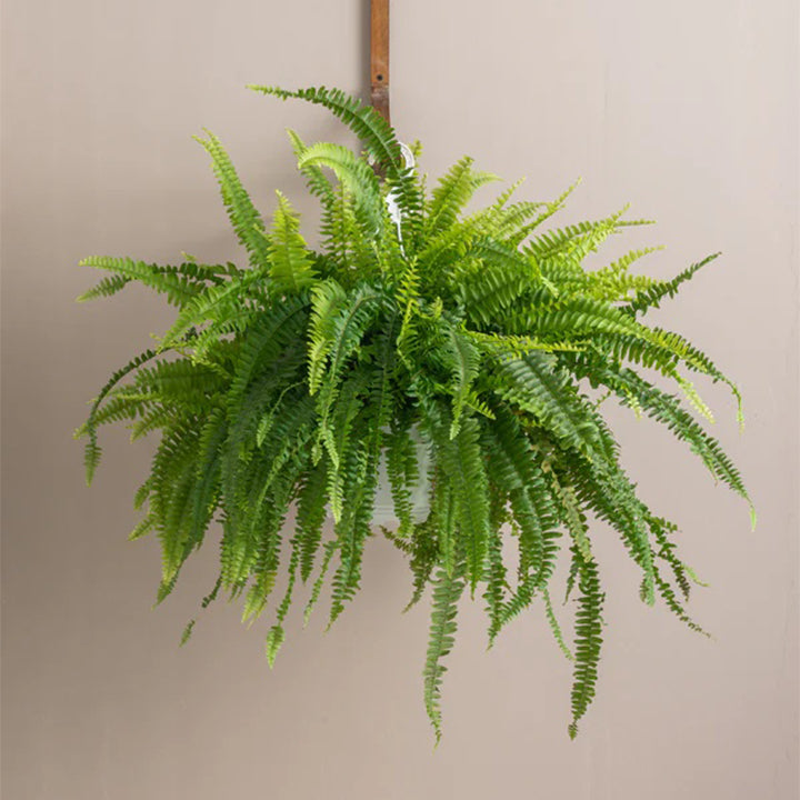 Healthy Boston Fern plant from Plant House with lush green fronds, ideal for indoor or outdoor decorative greenery.