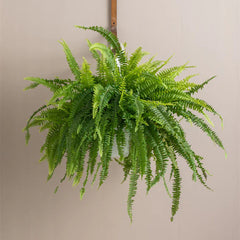 Healthy Boston Fern plant from Plant House with lush green fronds, ideal for indoor or outdoor decorative greenery.