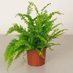 Lush Boston Fern plant from Plant House with vibrant green fronds and lush foliage, ideal for indoor or outdoor decor