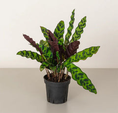Healthy Calathea Lancifolia plant with elongated green leaves featuring dark markings, displayed in a decorative pot.