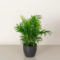 Healthy Parlor Palm plant from Plant House with lush green fronds, ideal for indoor decoration and air purification.