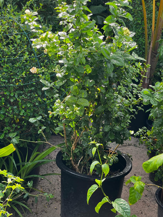 Rose Crepe Jasmine plant from Plant House with lush green foliage and delicate white flowers, measuring 30cm to 40cm tall.