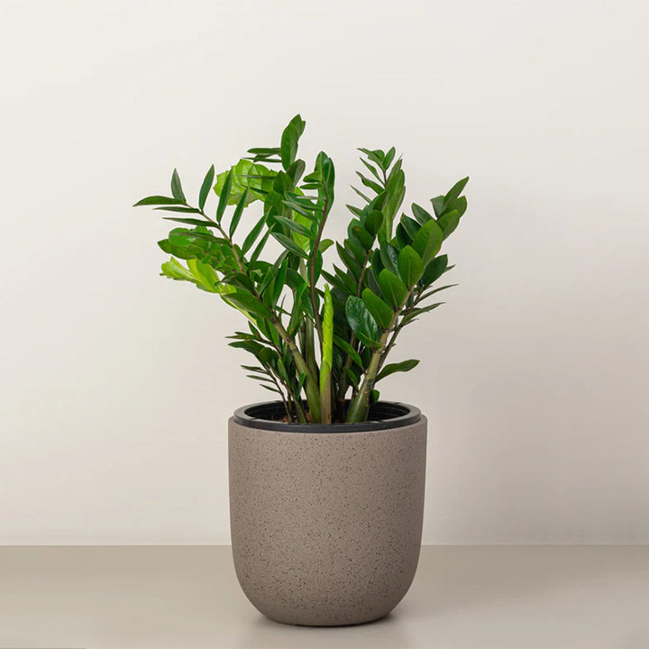 Healthy ZZ plant from Plant House with glossy green leaves in a 30-40cm pot, perfect for modern indoor decor.