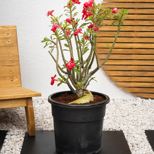 Desert Rose Adenium Obesum plant with vibrant pink flowers and thick succulent stem, displayed in a decorative pot.
