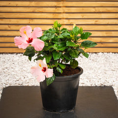 Bright red Hibiscus Rosa-Sinensis plant from Plant House with lush green leaves, 30-40cm tall, ideal for outdoor or indoor decoration.