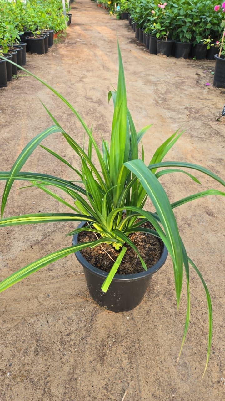 Pandanus Baptistii plant from Plant House, 30-40cm tall, with spiky green leaves and distinctive branching growth.