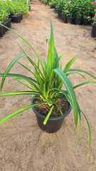 Pandanus Baptistii plant from Plant House, 30-40cm tall, with spiky green leaves and distinctive branching growth.