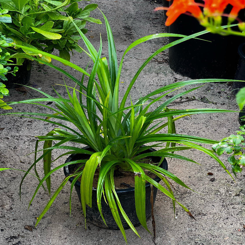 Healthy Pandanus Baptistii plant from Plant House, 30-40cm tall, with lush green fronds and thick stems, ideal for indoor or outdoor decor.