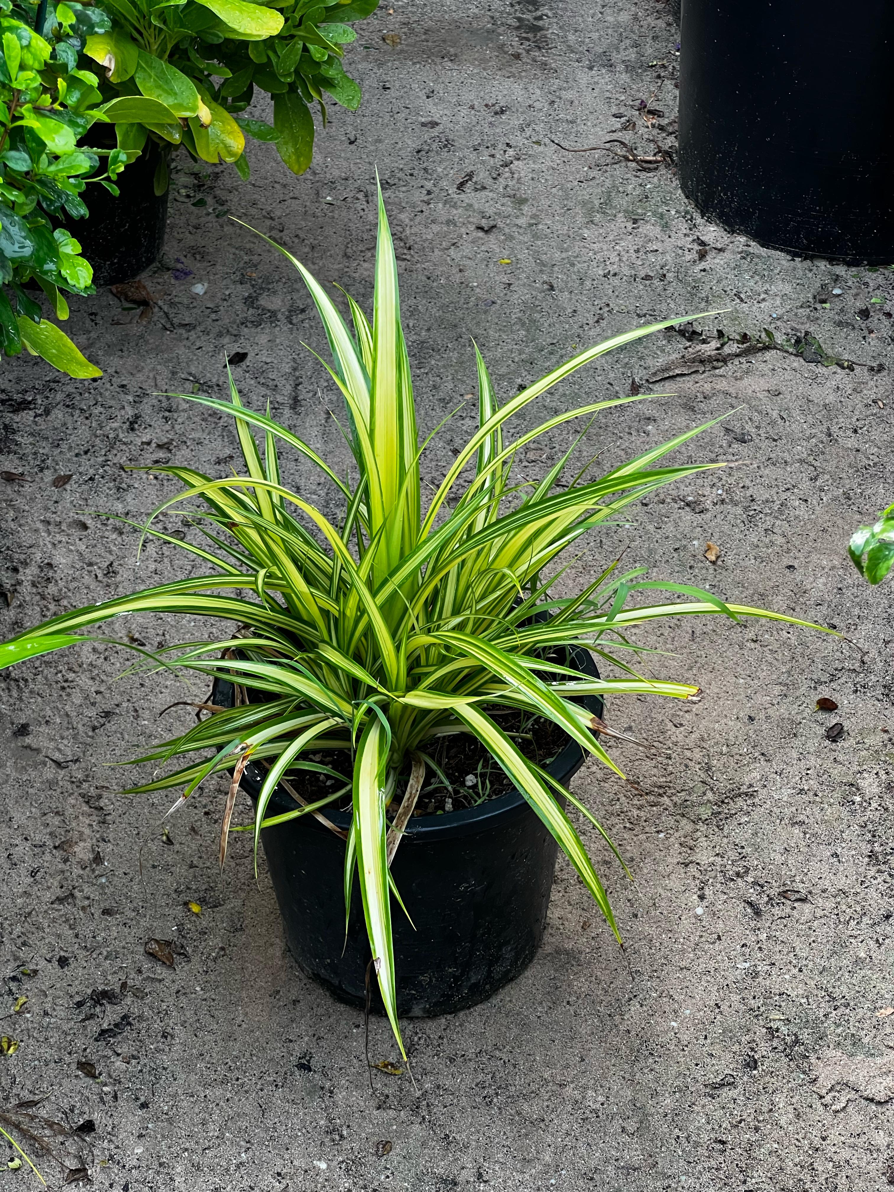 Variegated Pandanus plant from Plant House with green and yellow striped leaves in a 30-40cm container.
