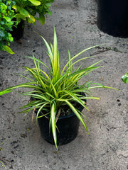 Variegated Pandanus plant from Plant House with green and yellow striped leaves in a 30-40cm container.