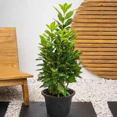 Golden Croton Goldust plant with vibrant yellow and green variegated leaves, a decorative houseplant from Plant House.