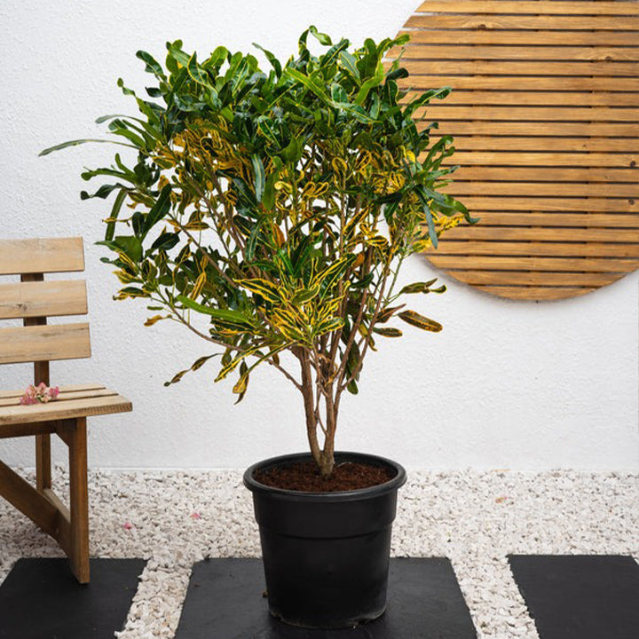 Healthy Curly Croton plant with vibrant green, curly leaves, showcased in a decorative pot.