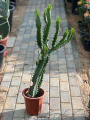 Candelabra cactus plant from Plant House with tall, branching arms and green spiky pads, decorative desert succulent.