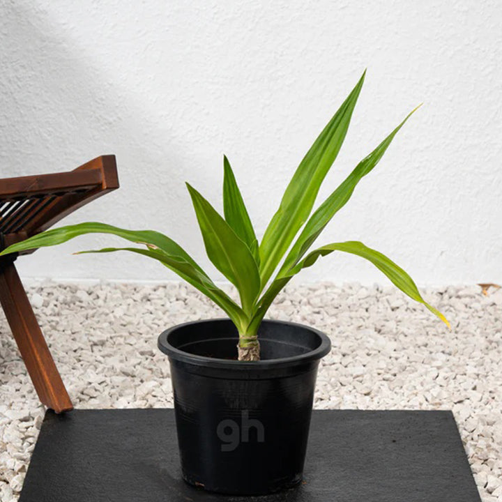 Crinum Asiaticum spider lily plant with long green leaves and white flowers, displayed outdoors.
