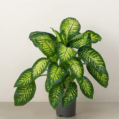Dieffenbachia Tropic Snow plant by Plant House with large green and white variegated leaves, approximately 60-80cm tall.