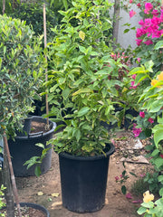 Night Queen plant from Plant House with lush green leaves and vibrant flowers, perfect for indoor gardening and decoration.