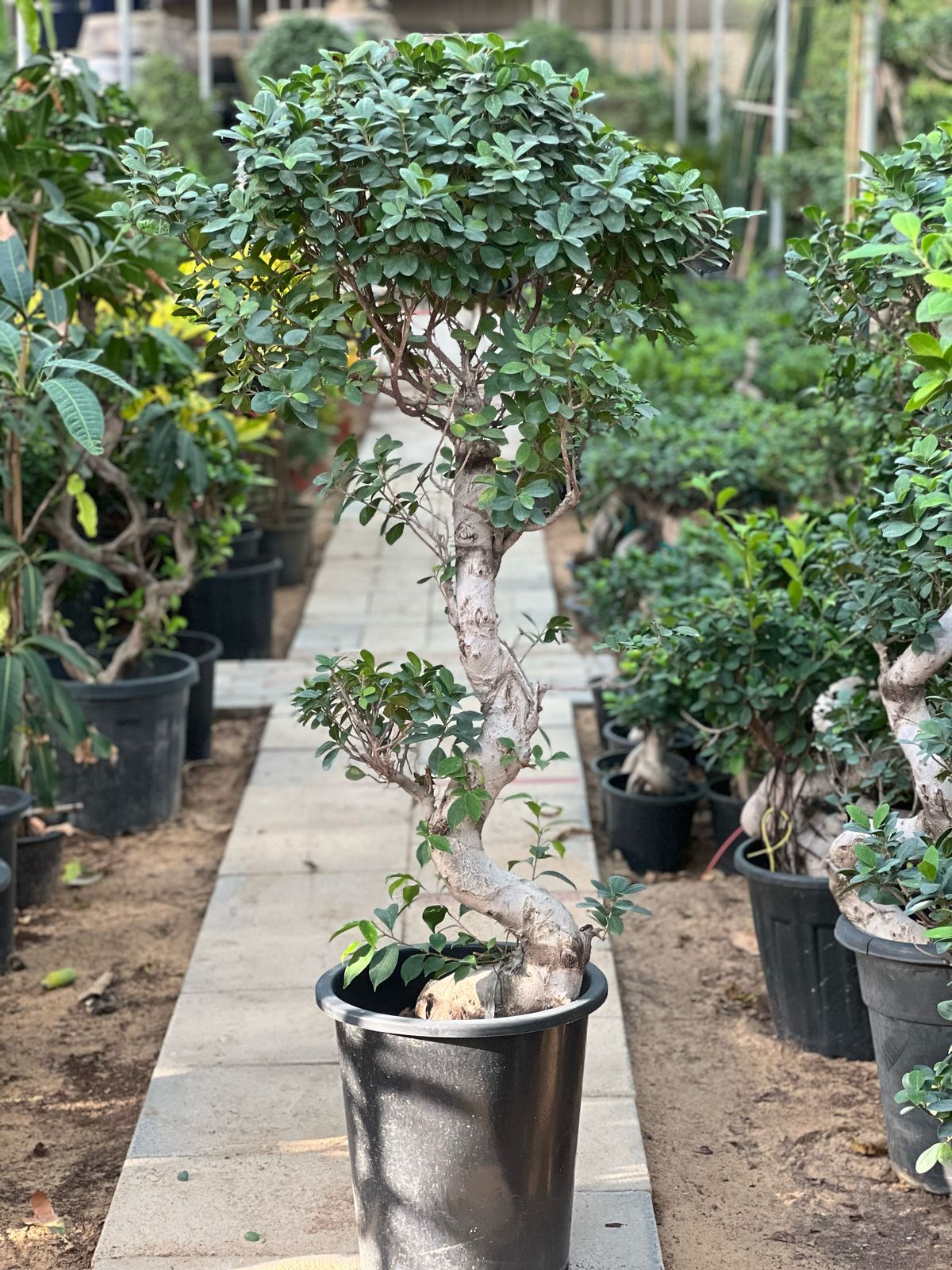 Ficus S Bonsai plant from Plant House, 60-80cm tall, with lush green foliage and a decorative pot.