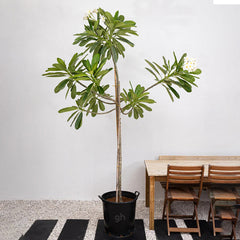 Frangipani Tree from Plant House, 80cm to 2m tall, lush green leaves and delicate white flowers visible in the image.