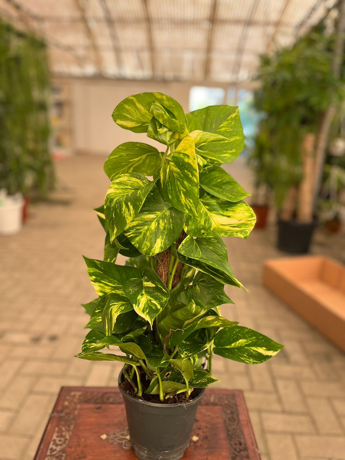 Healthy green money plant in a pot, featuring lush leaves, from Plant House, ideal for home or office decor.