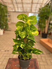 Healthy green money plant in a pot, featuring lush leaves, from Plant House, ideal for home or office decor.