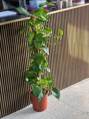 Healthy green money plant in a pot from Plant House, showing lush leaves and vibrant foliage on a neutral background.