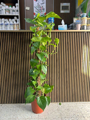 Healthy Money Plant in a decorative pot from Plant House, featuring lush green leaves on a bright background.