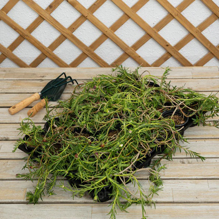 Healthy Portulaca Grandiflora (Rose Moss) plant with vibrant pink flowers and green foliage, grown by Plant House.