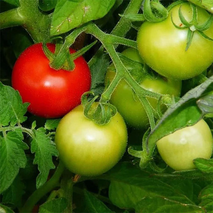 Ace Tomato Seeds plant from Plant House, showing healthy green seedlings with vibrant leaves ready for planting.
