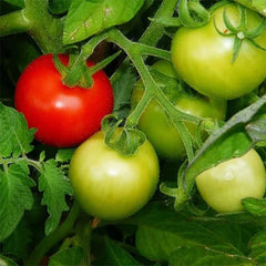 Ace Tomato Seeds plant from Plant House, showing healthy green seedlings with vibrant leaves ready for planting.