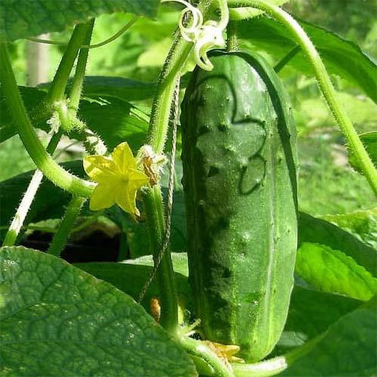 Alpha Cucumber plant from Plant House with vibrant green leaves and healthy cucumber seedlings in a garden setting.