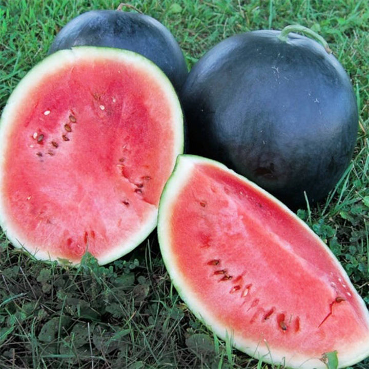 Black Dragon Watermelon plant seeds from Plant House, featuring dark green foliage and distinctive black and green striped leaves.