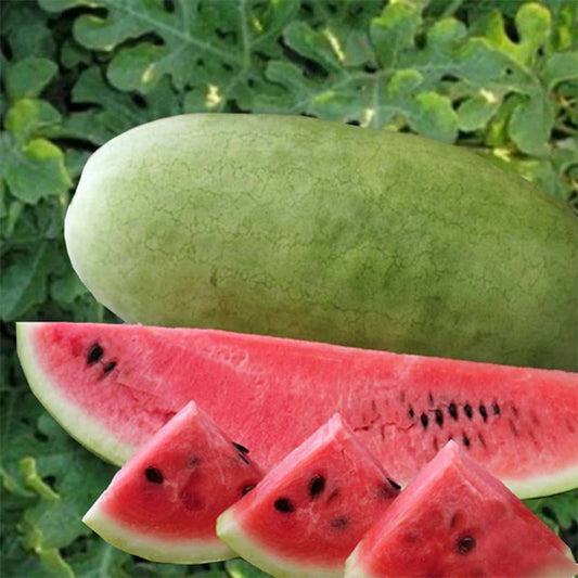 Charleston Watermelon plant seeds from Plant House, showing small green seeds suited for gardening and planting.