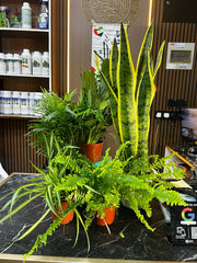 Eco-friendly plants house by Plant House in Dubai, featuring lush indoor plants for a fresh, natural look.