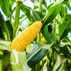 Golden Bantam corn plant from Plant House, showcasing lush green foliage and healthy seed growth.