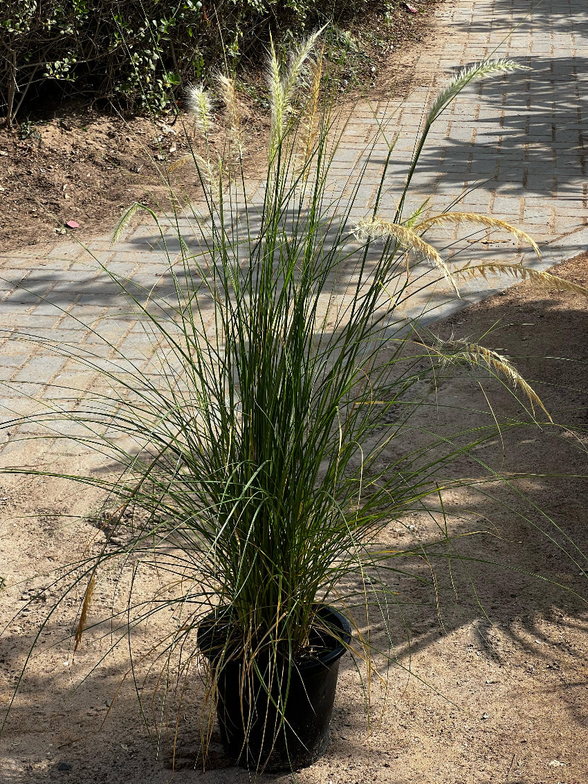 Green Fountain Grass plant from Plant House with tall, lush, feathery green blades on a natural background.