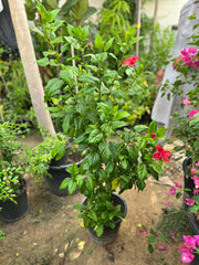 Tall hibiscus plant from Plant House with vibrant red flowers and lush green foliage, ideal for outdoor garden decoration.