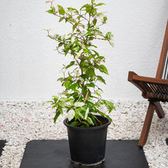 Variegated hibiscus plant with green and pink leaves, showcasing vibrant foliage, from Plant House Hibiscus Rosa-Sinensis collection.