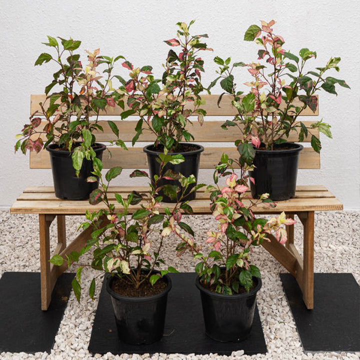 Variegated Hibiscus Rosa-Sinensis plant with green and pink leaves, displayed in a pot.