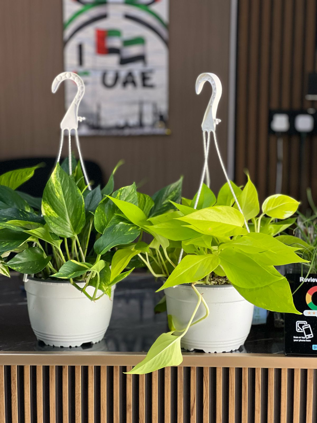 Healthy Philodendron Dream Team houseplant with vibrant green leaves, potted in a decorative container, from Plant House.
