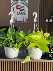 Healthy Philodendron Dream Team houseplant with vibrant green leaves, potted in a decorative container, from Plant House.