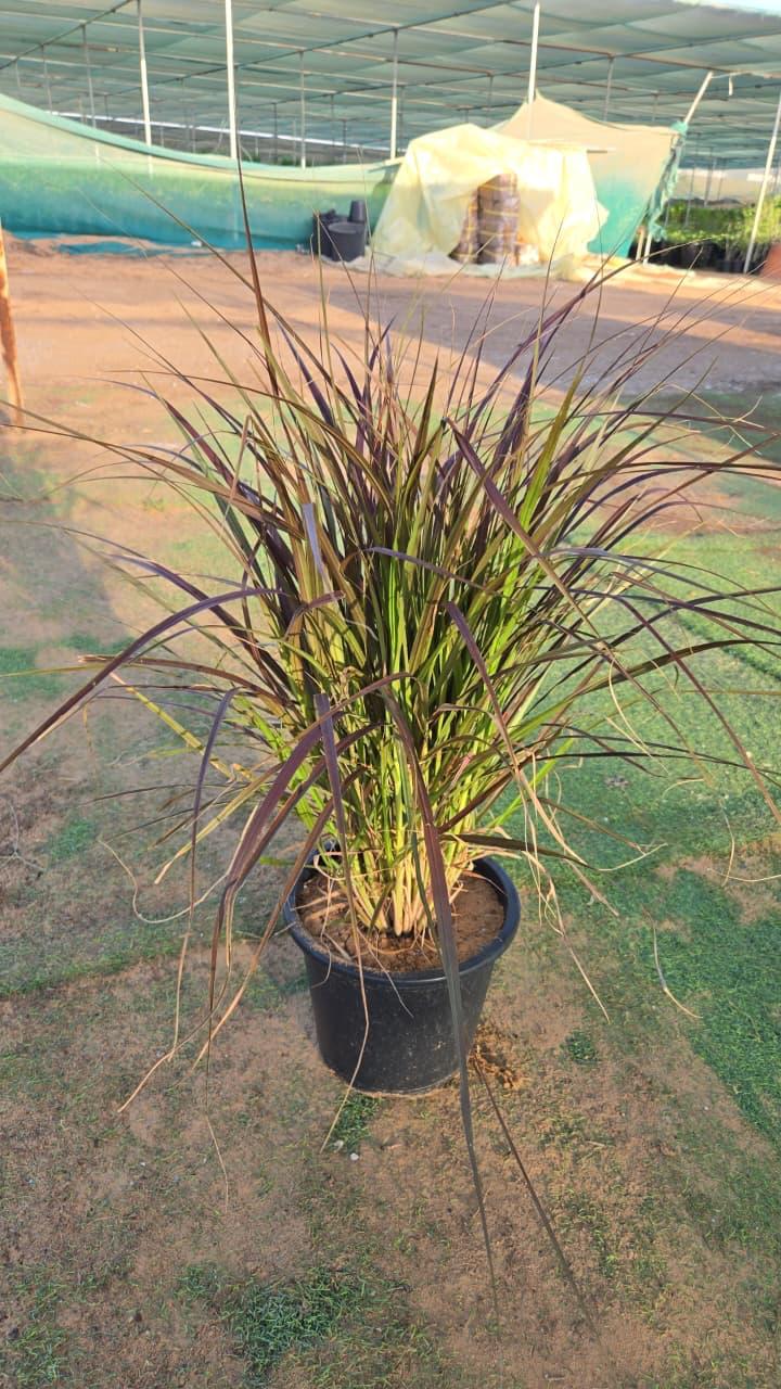 Red Fountain Grass plant by Plant House with tall, feathery red-tinted plumes and lush green foliage.