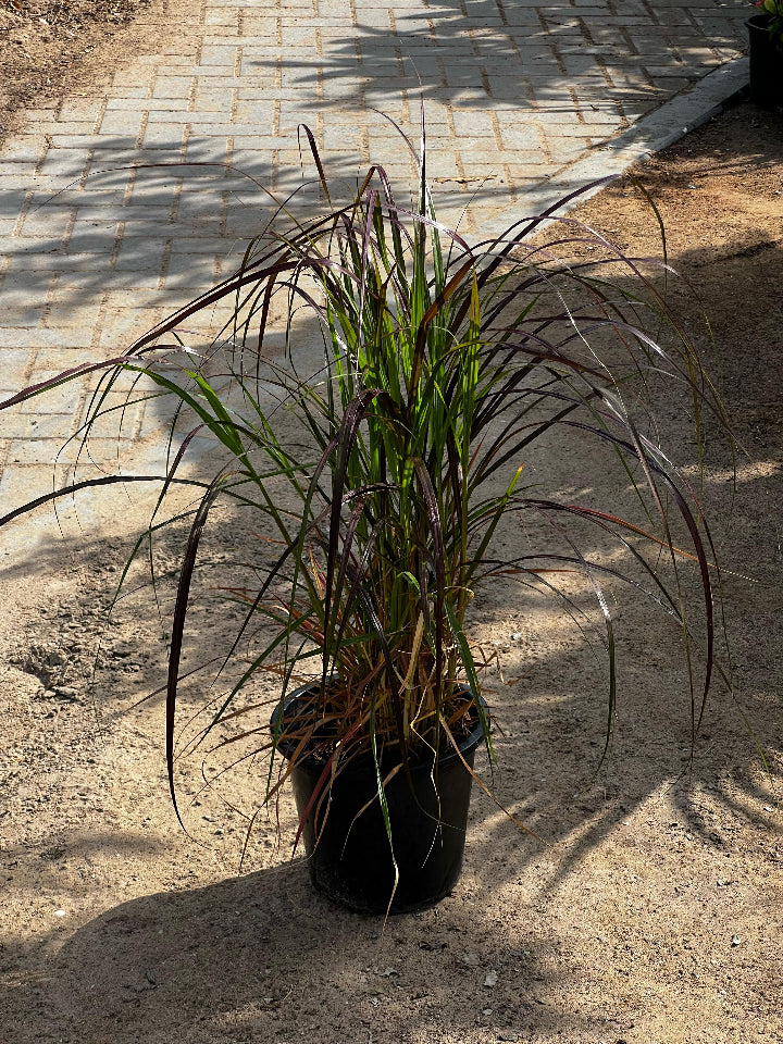 Red Fountain Grass plant from Plant House showing tall, vibrant red feathery plumes and green foliage.