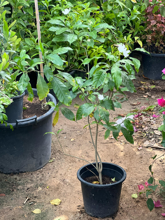 Healthy Rose Crepe Jasmine plant with lush green leaves and delicate white flowers, cultivated by Plant House.