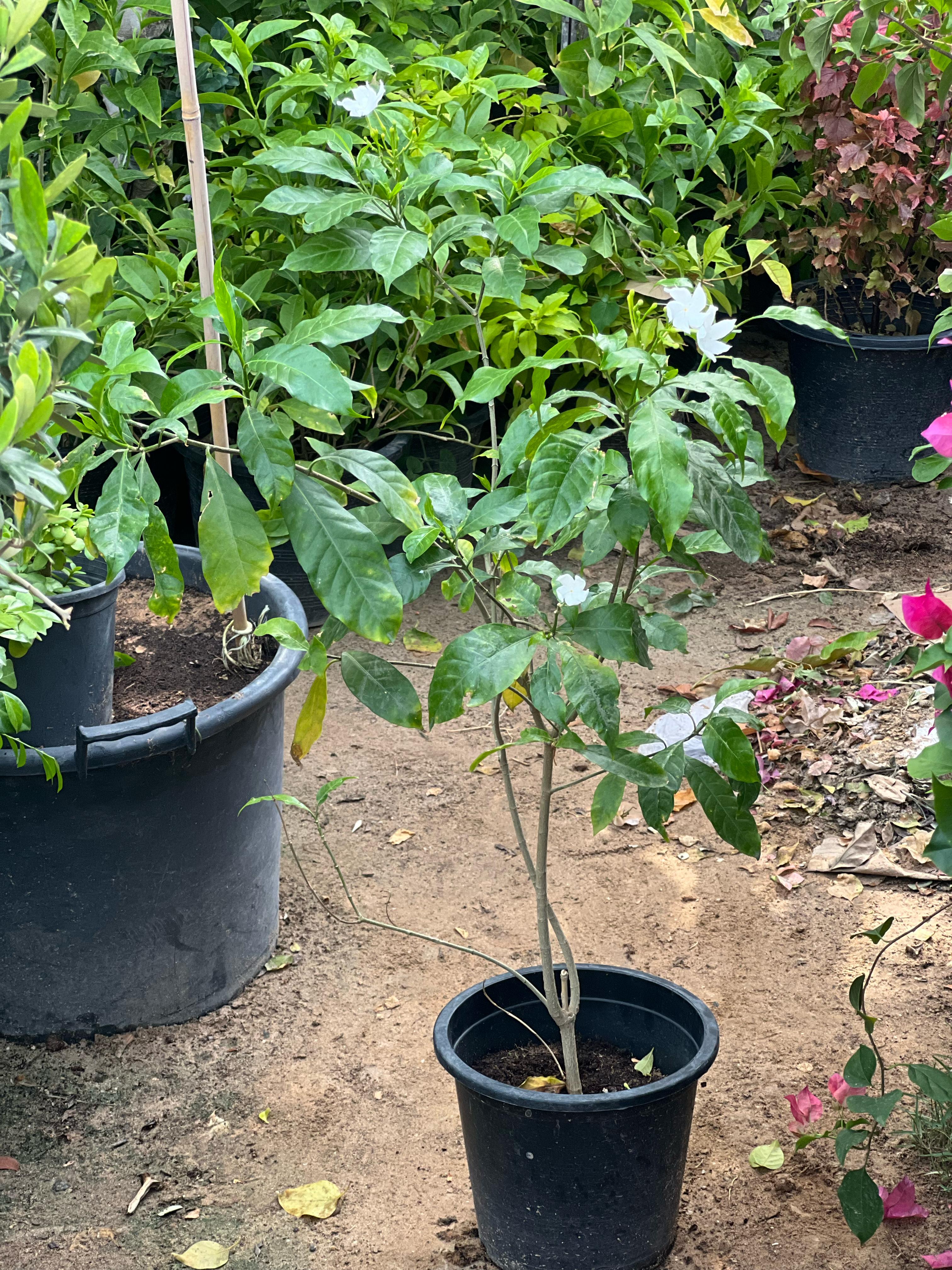 Rose Crepe Jasmine plant by Plant House with lush green foliage and delicate white flowers, also known as Tabernaemontana Divaricata.
