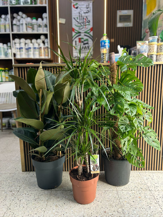 Lush green urban jungle plant from Plant House with various leafy foliage, placed in a modern indoor setting.