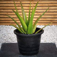 Zoom Aloe Vera plant by Plant House with thick, green, spiky leaves in a decorative pot.