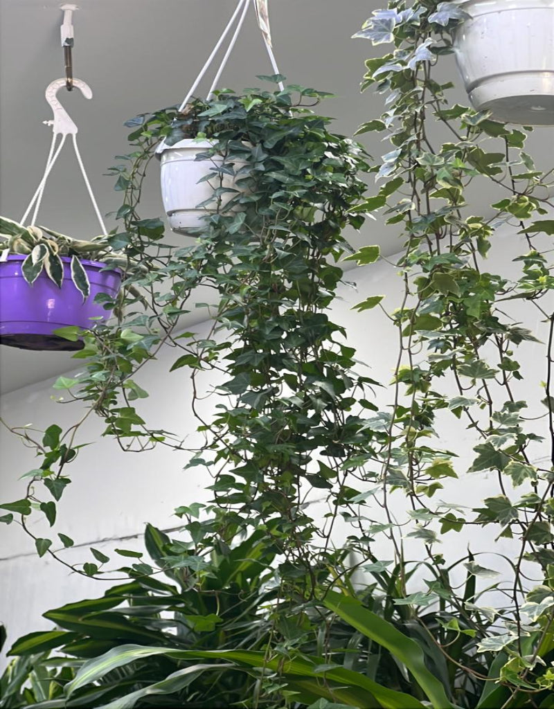 Indoor English Ivy plant by Plant House with hanging green foliage, ideal for air purification and decorative indoor spaces.